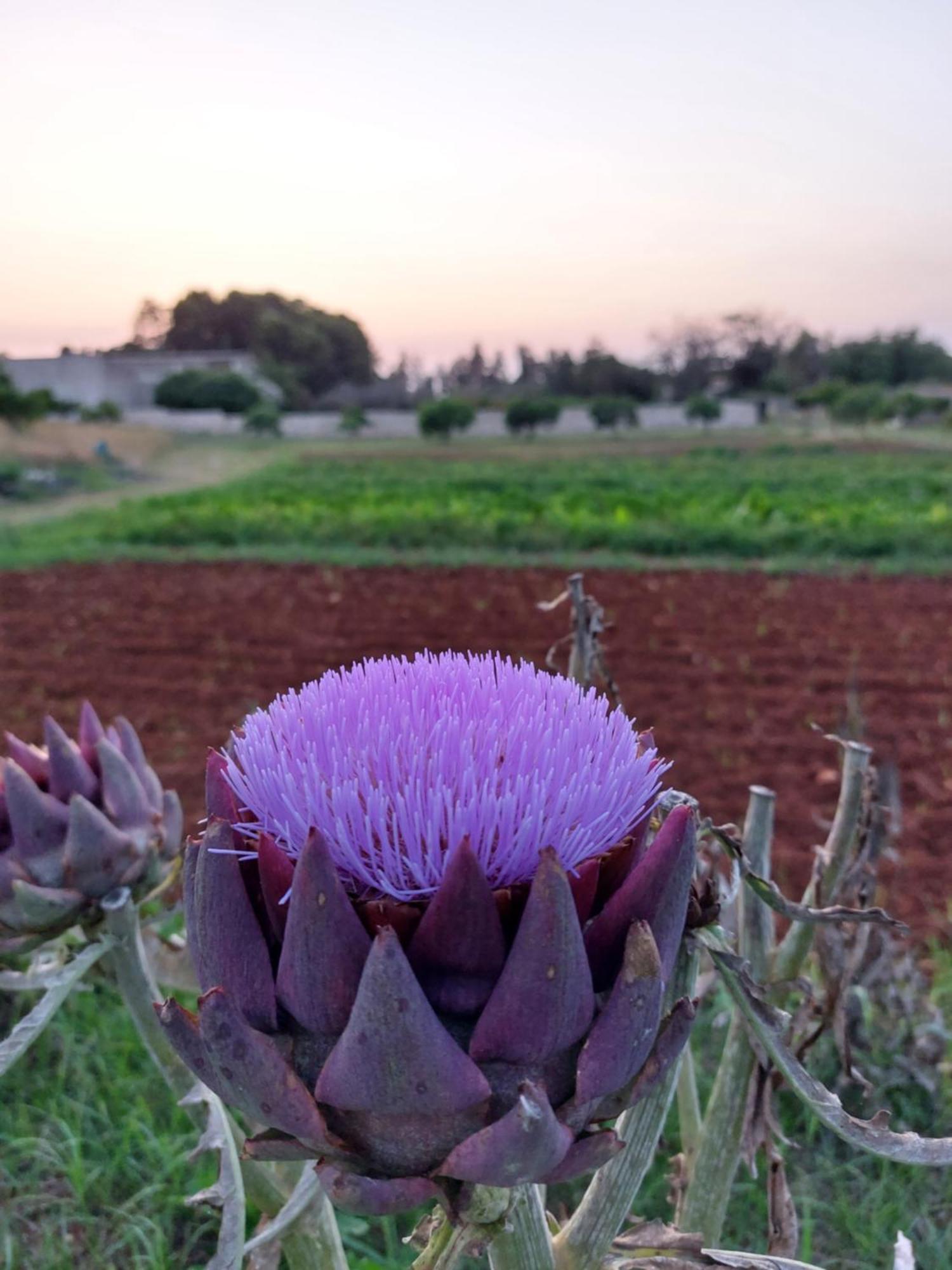 Masseria San Cosimo Carpignano Salentino Eksteriør billede